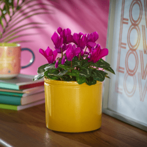 Plant of the month – Sweet Cyclamen