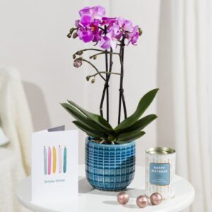 Phalaenopsis Birthday Gift