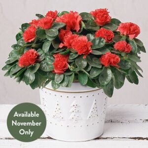 Red Azalea in Festive Zinc Pot