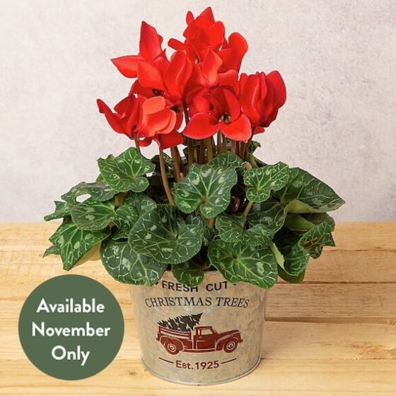 Red Cyclamen in Festive Zinc Pot