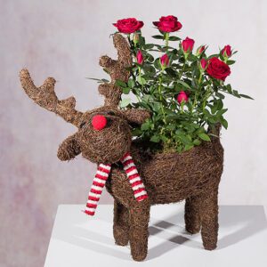 Rudolph Red Rose Planter