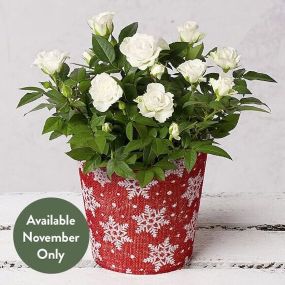 White Rose in Festive Pot
