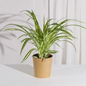 Air-Purifying Spider Plant