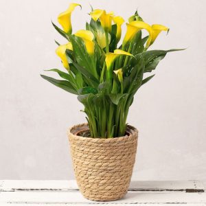 Yellow Calla Lily Plant